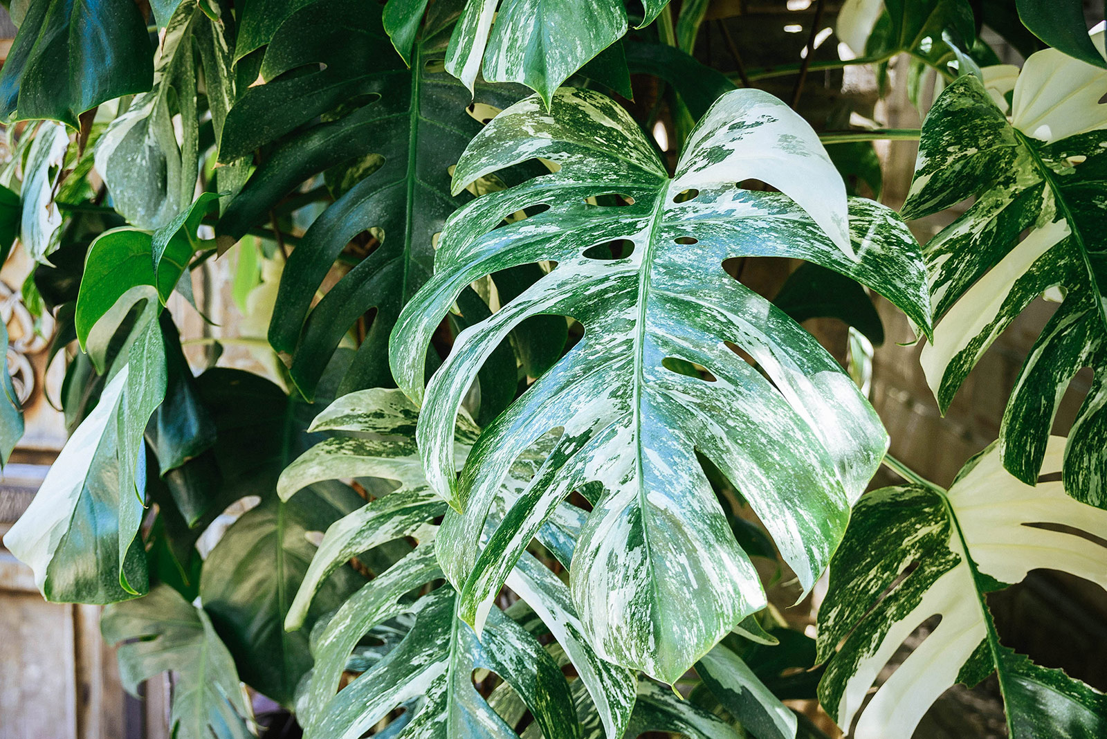 Large variegated Monstera Deliciosa plant with many fenestrate leaves