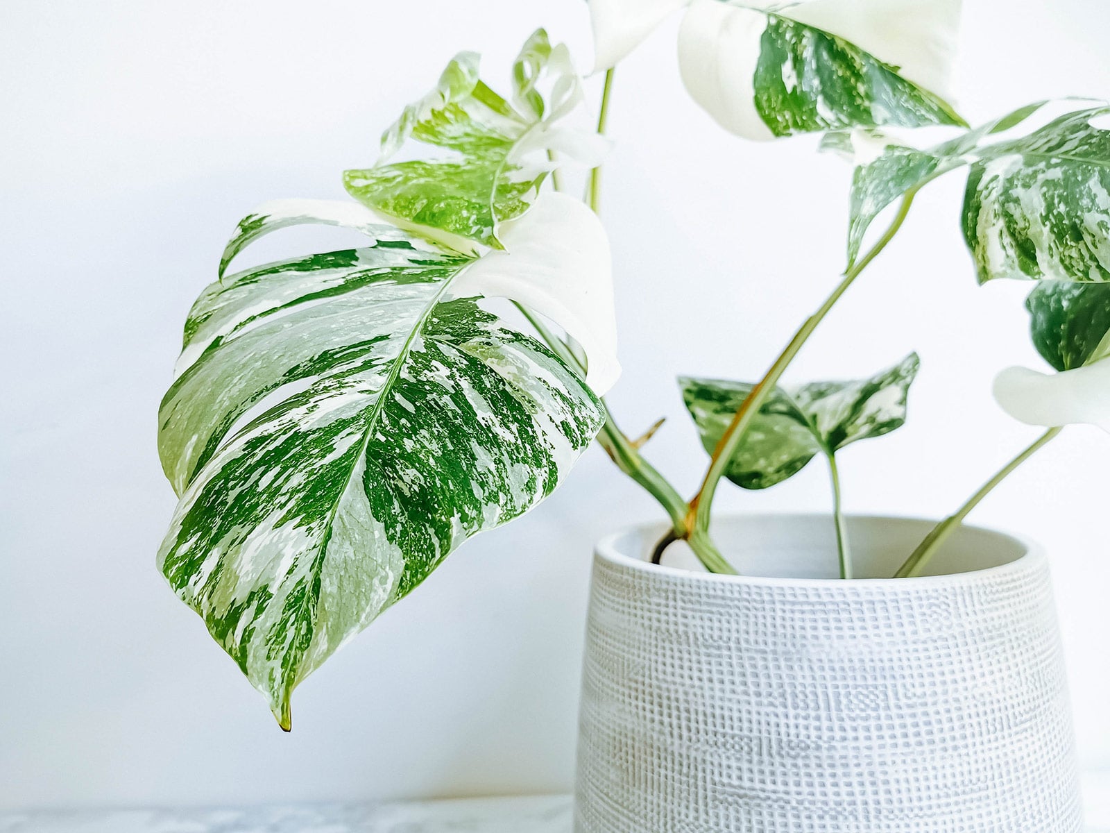 A small variegated Monstera deliciosa houseplant in a white textured ceramic against a white background