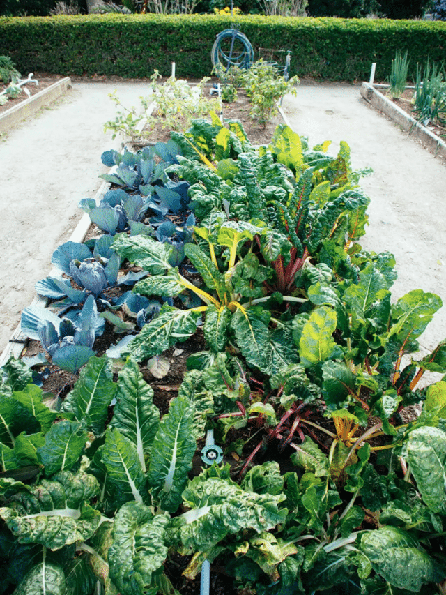 What Vegetables Are Best To Plant In A Raised Garden