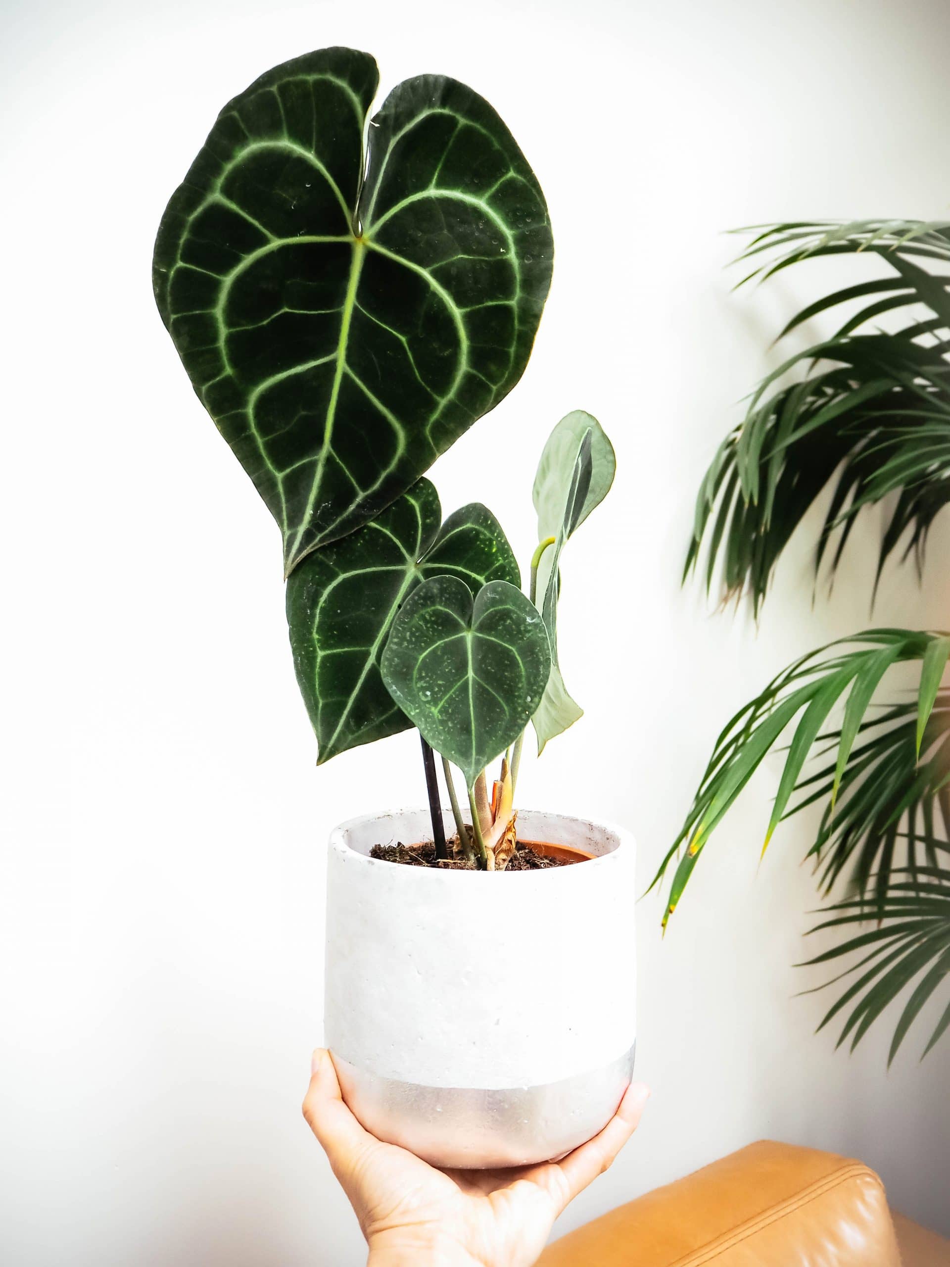 How to make Anthurium clarinervium thrive: expert care tips for beginners