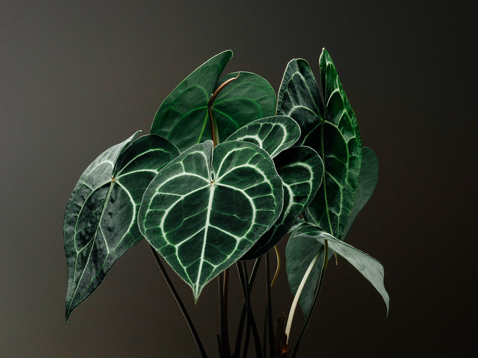 Minimalist moody shot of Anthurium clarinervium stems and leaves against a black background