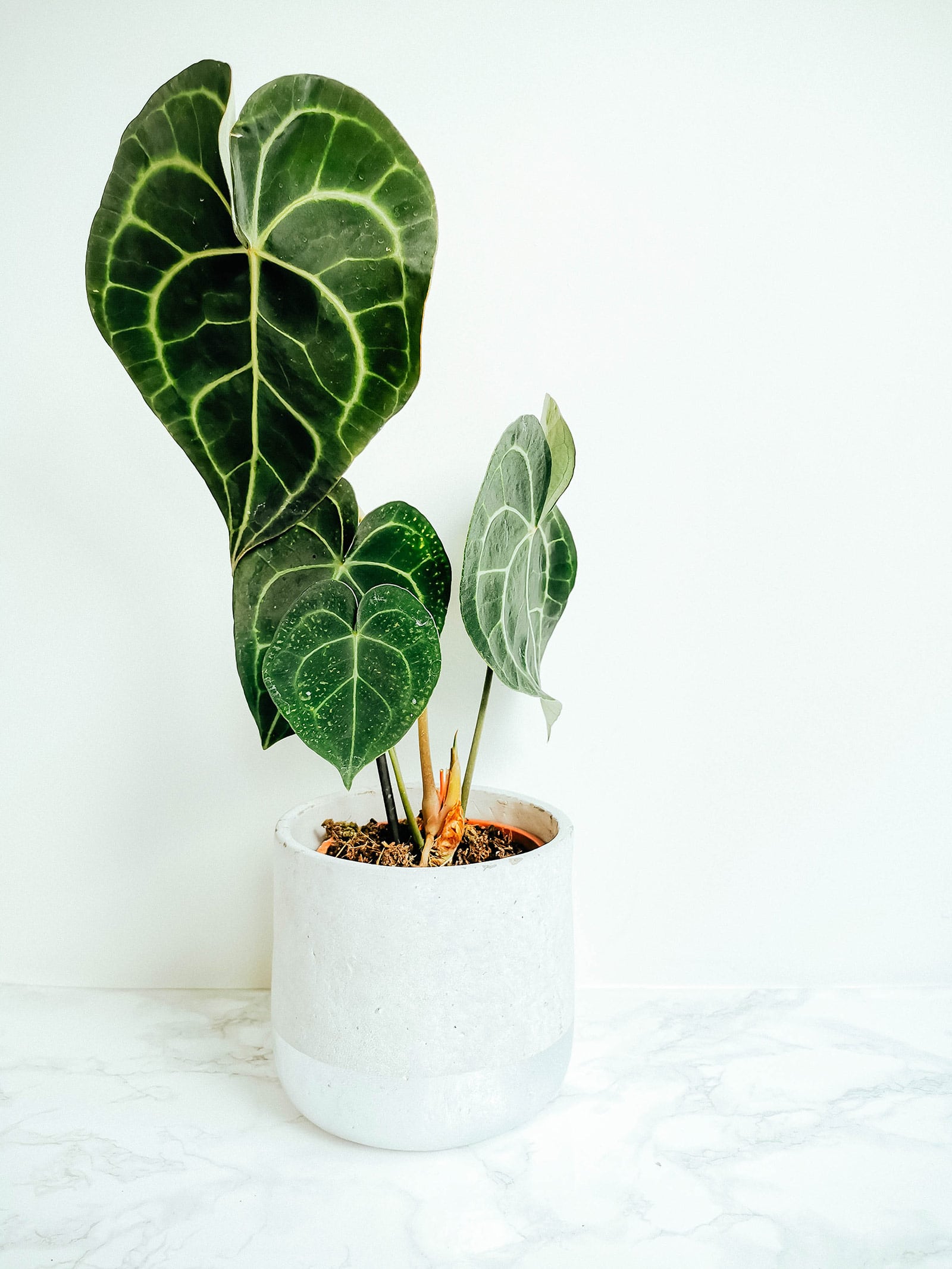 Anthurium clarinervium houseplant in a white ceramic pot on a white marble table, set against a white wall