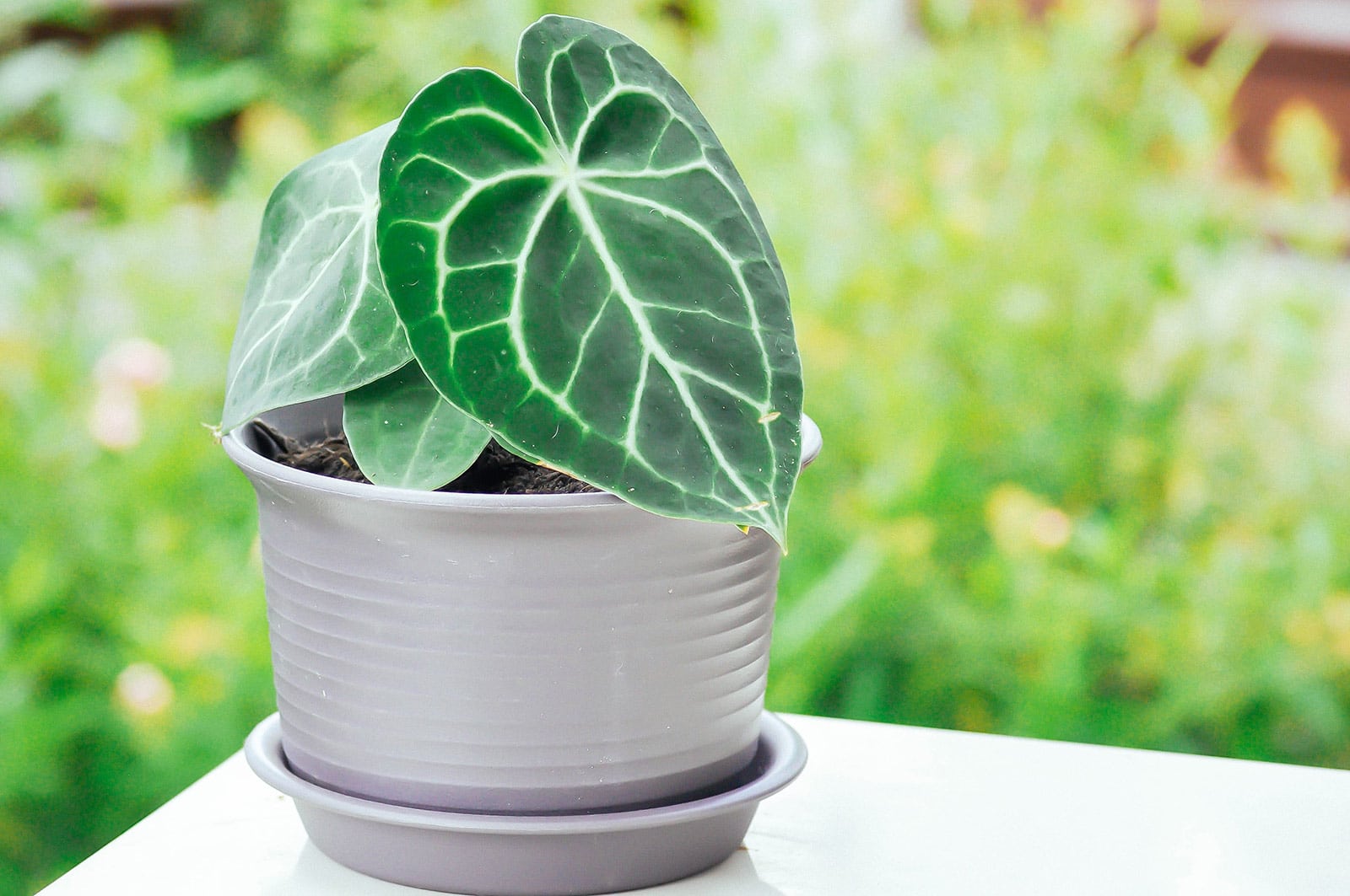 Young Anthurium clarinervium plant in a gray ceramic pot with saucer, shot outside in a green garden