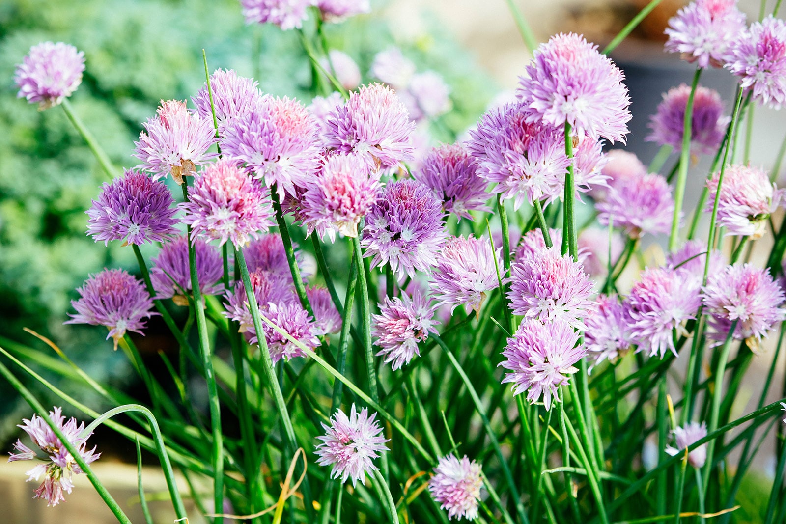 A garden bed full of purple chive flowers