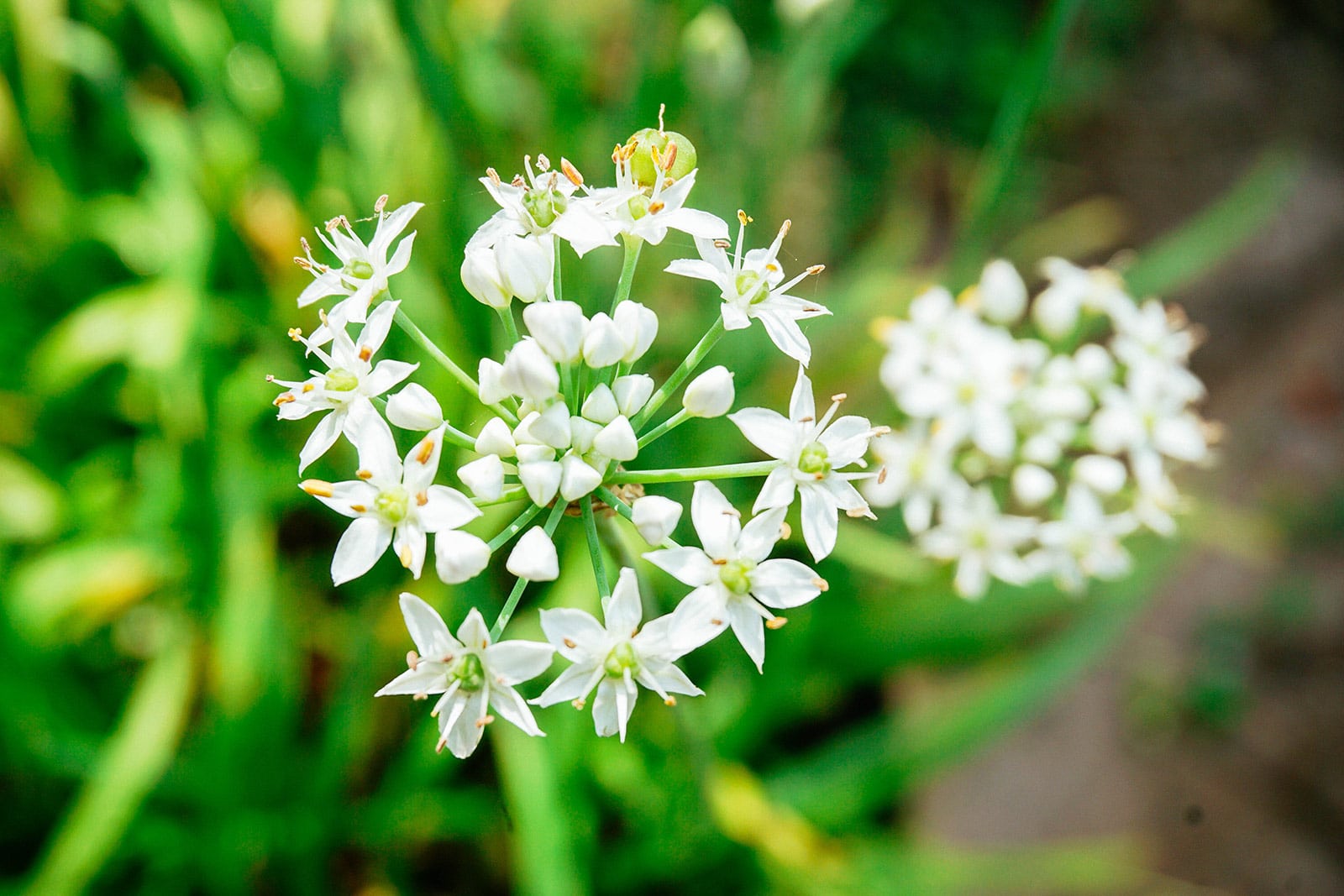 White garlic chive blossom in bloom with individual florets