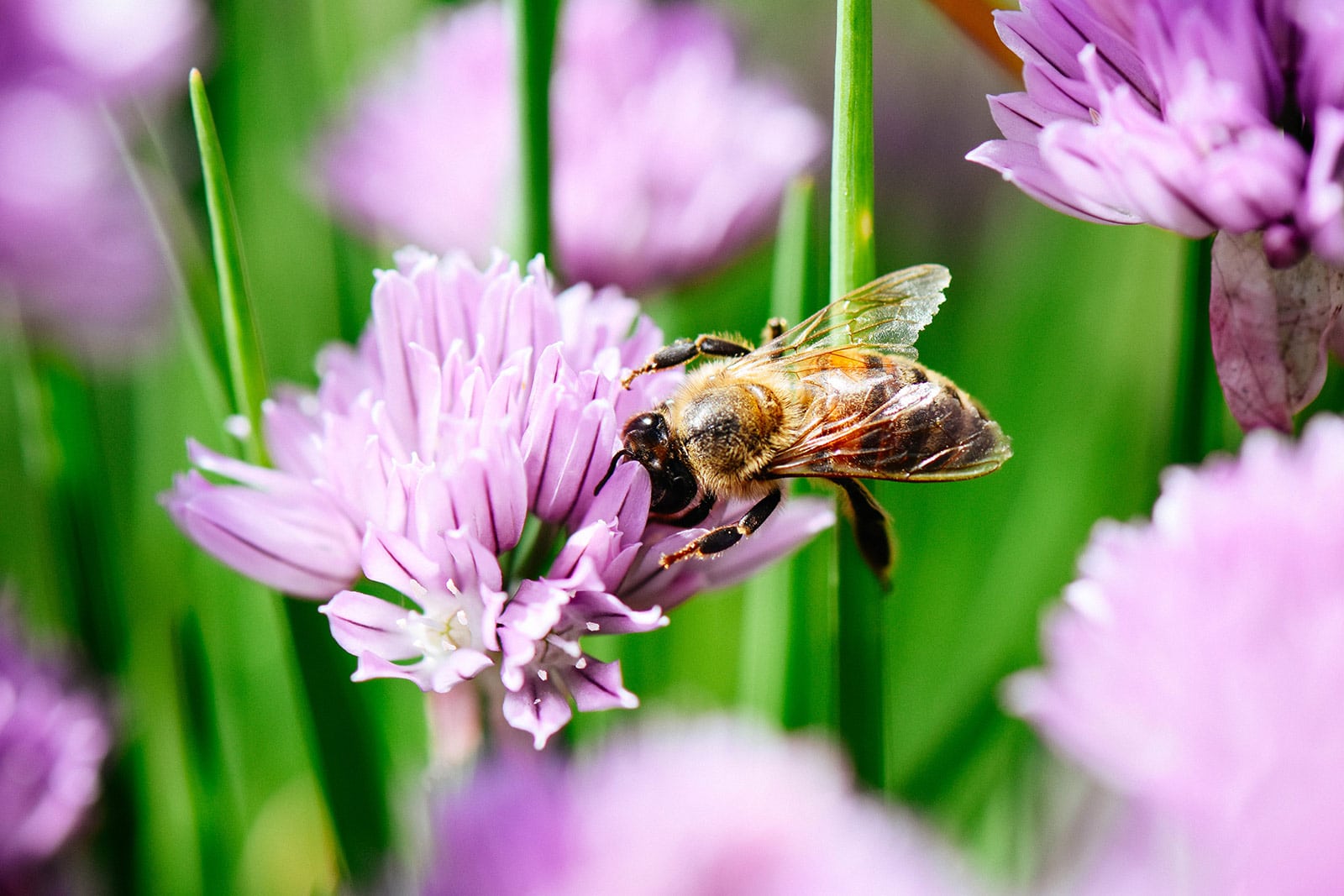 Honeybee perched on a purple chive blossom