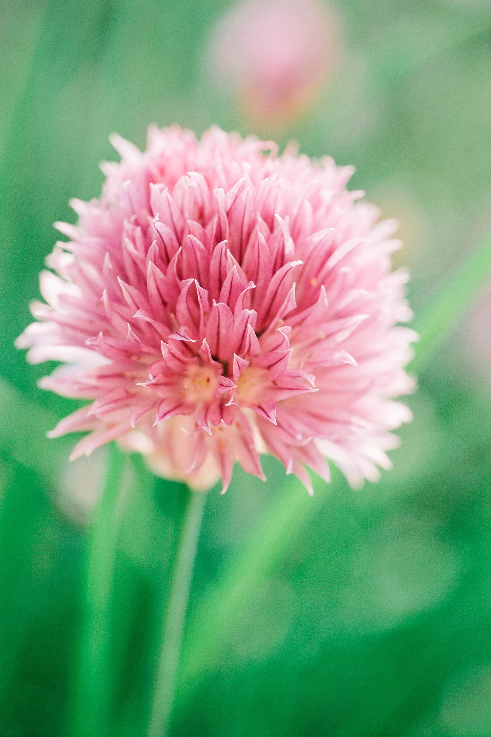 Close-up of pink chive flower