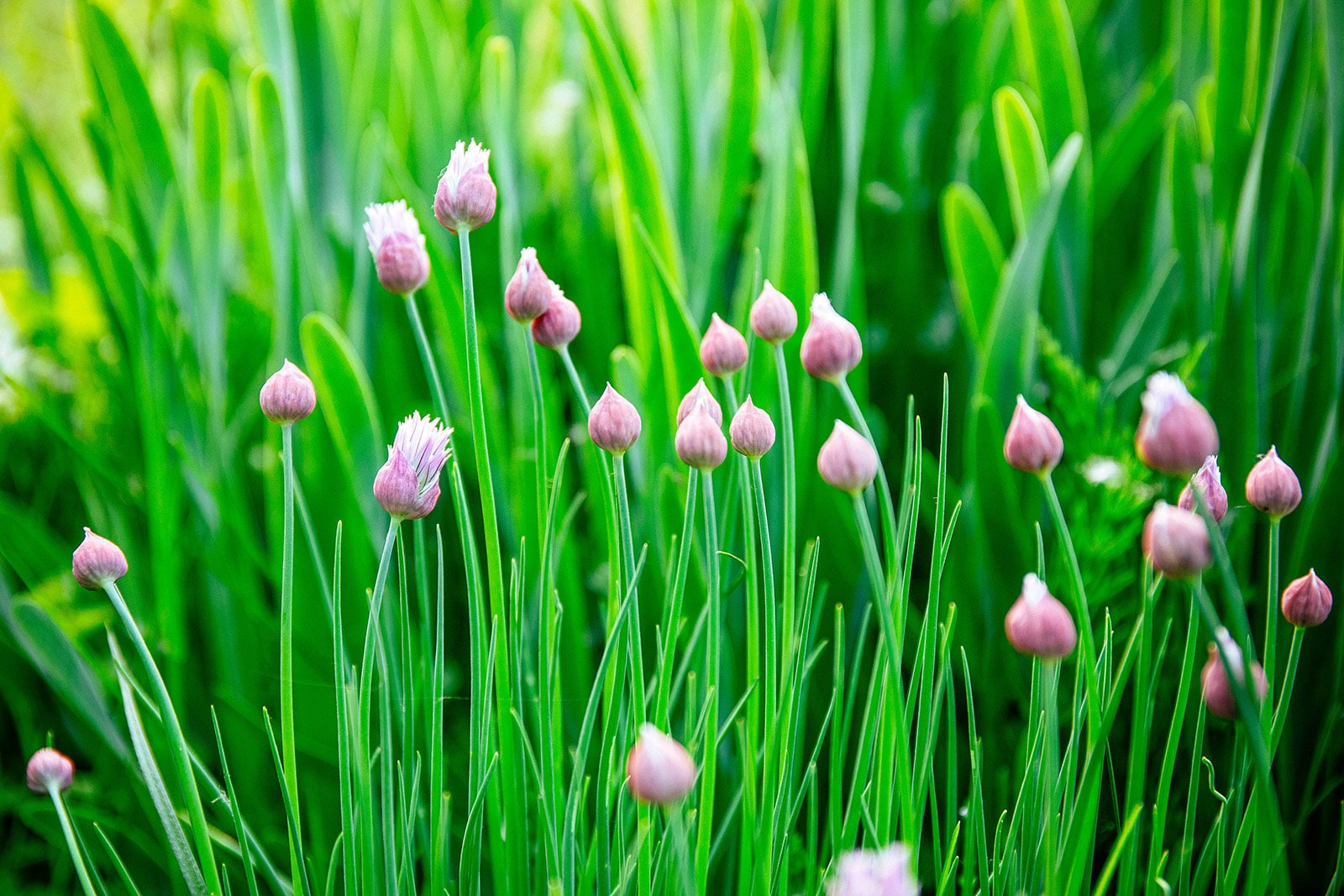 Pink flower buds on chive plants in the garden