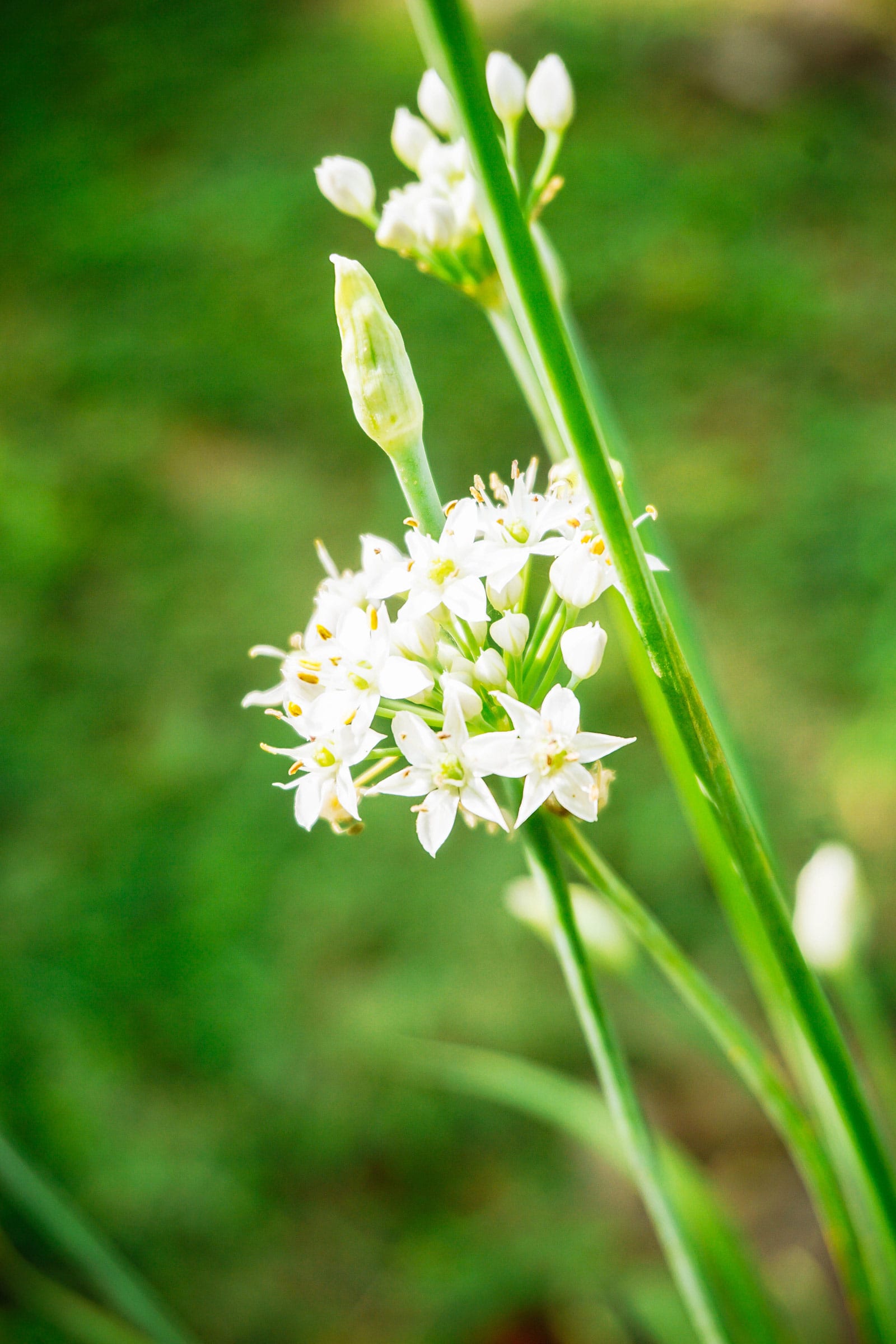 White flower head on garlic chive plant