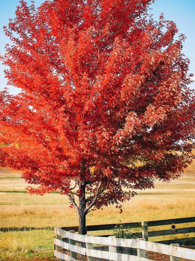 Fast-growing mature maple tree in fall with red leaves growing in a rural grassy yard