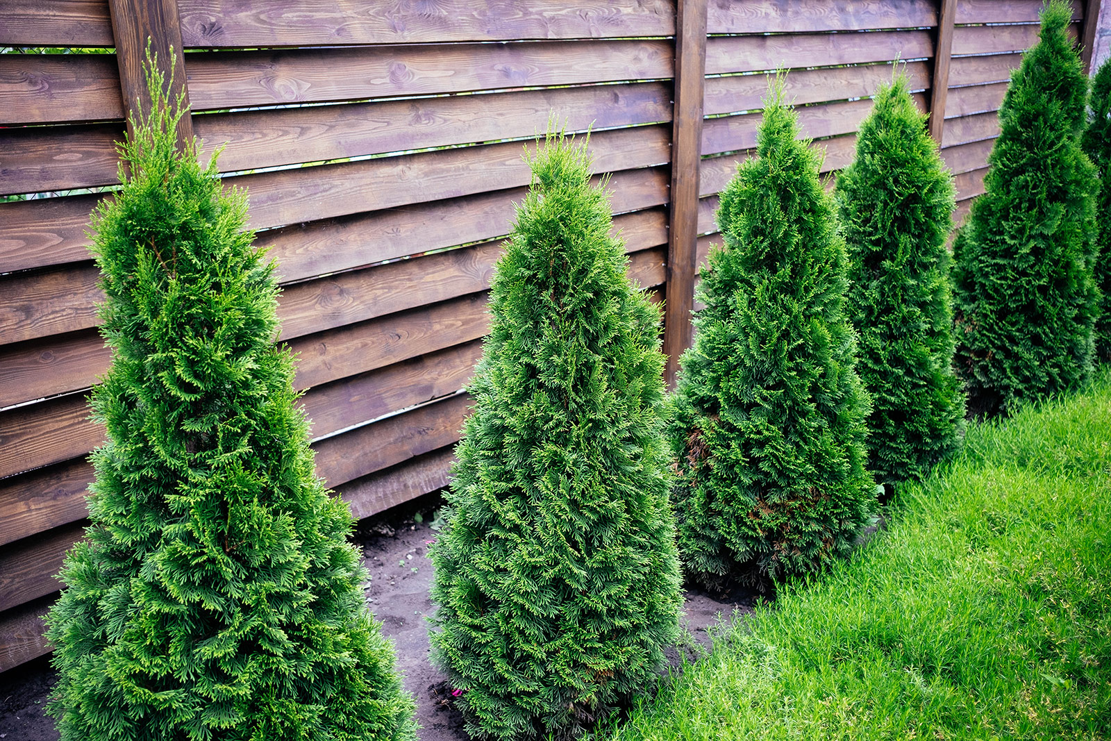 Fast-growing arborvitae trees for privacy screening