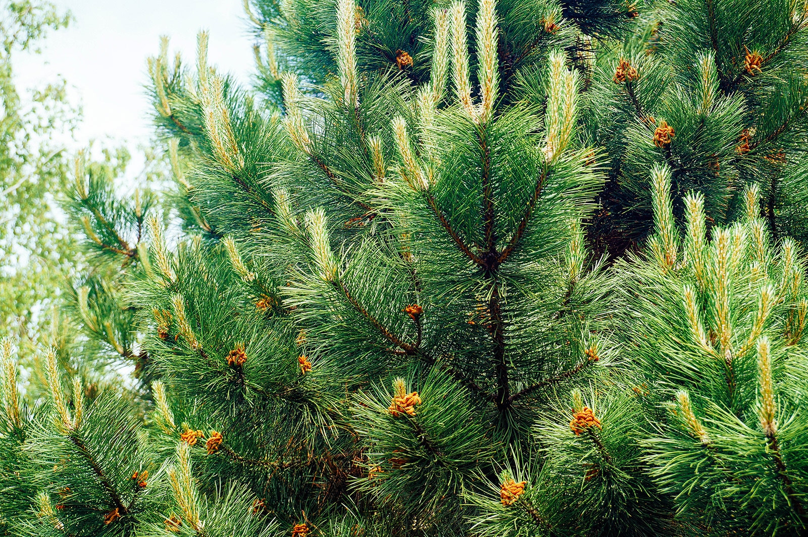 Fast-growing Austrian pine tree branches with pinecones