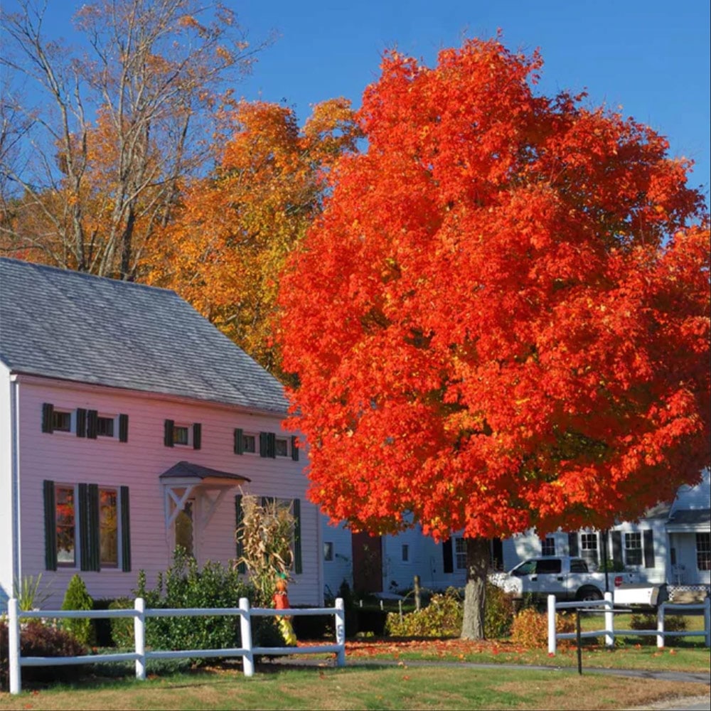 Fast-growing Autumn Blaze red maple tree towering over a white house