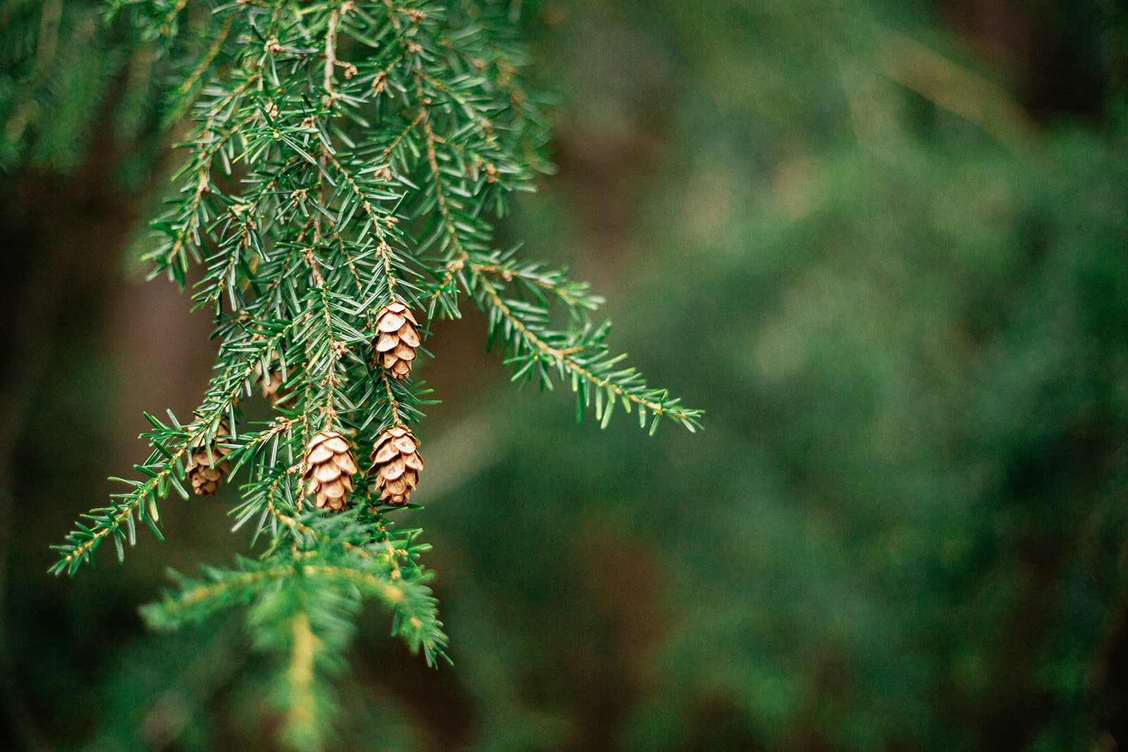 Fast-growing Canadian hemlock evergreen tree branch with small pinecones