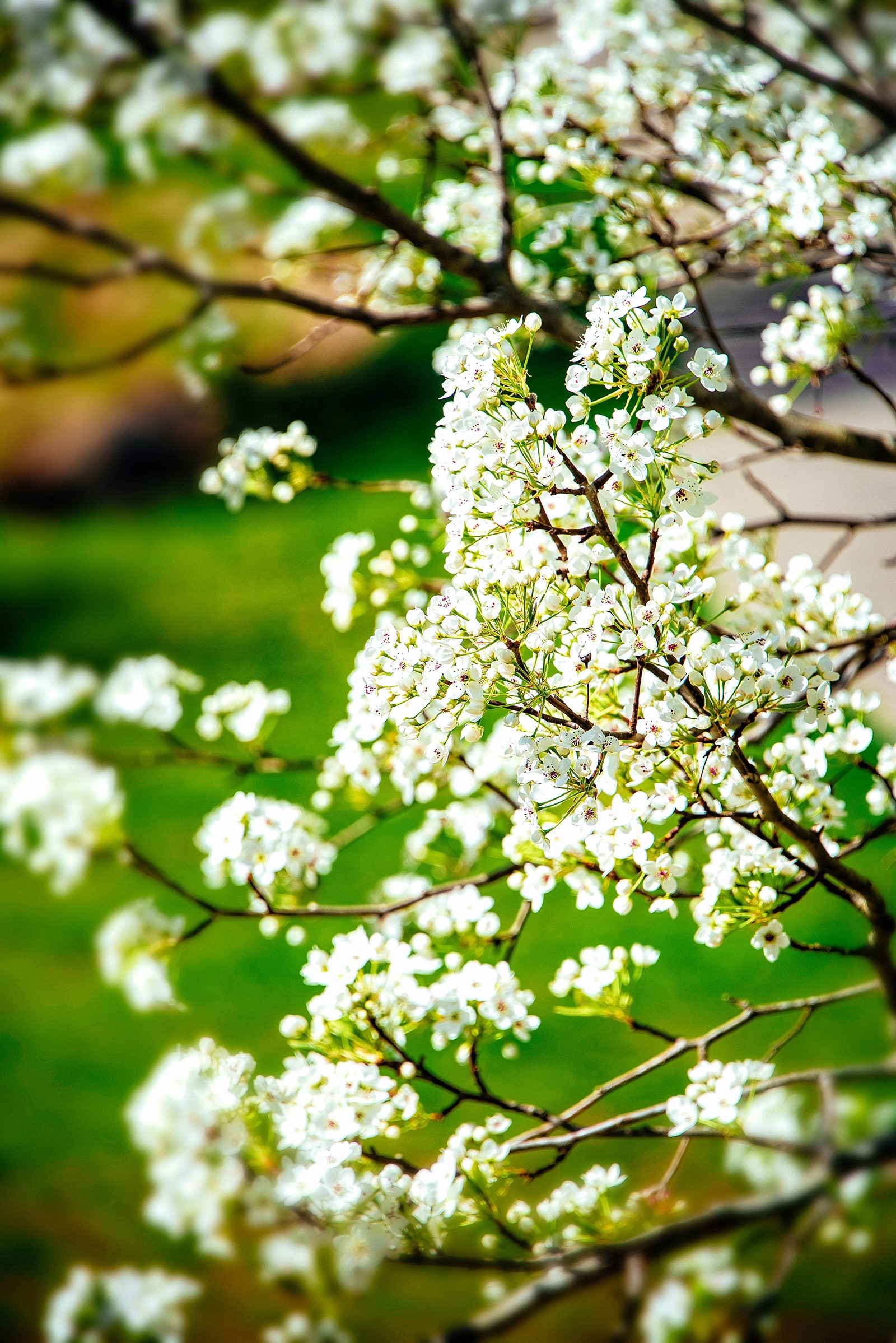 Fast-growing Cleveland pear tree branches covered in white flowers