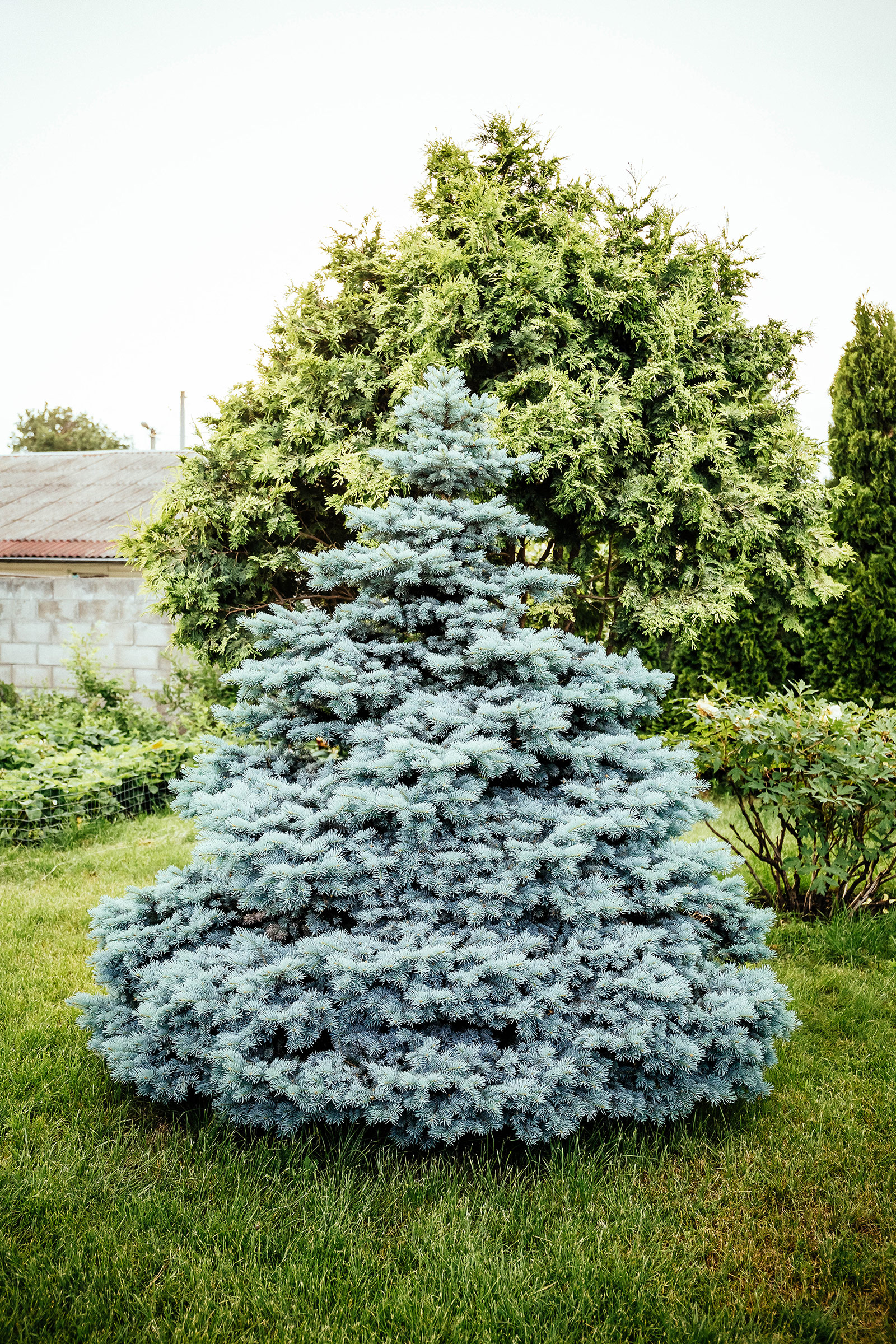 Fast-growing Colorado blue spruce tree in a grassy backyard