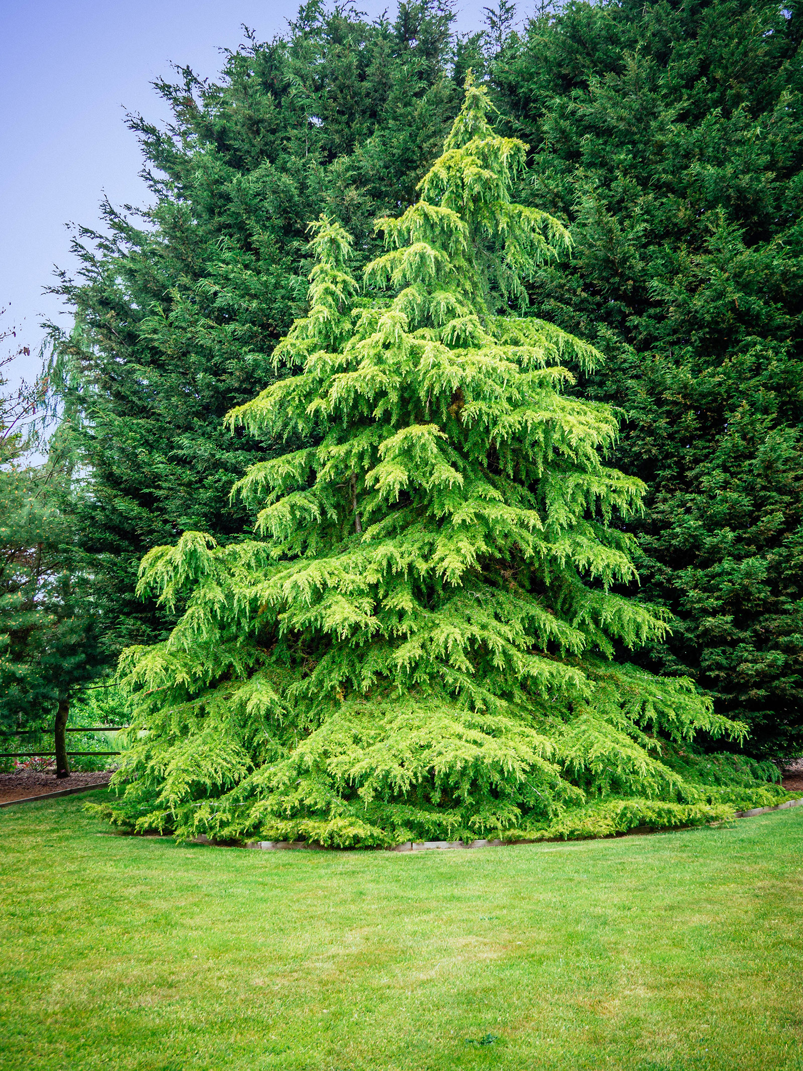 Fast-growing Deodar cedar tree on a grassy property with larger trees in the background