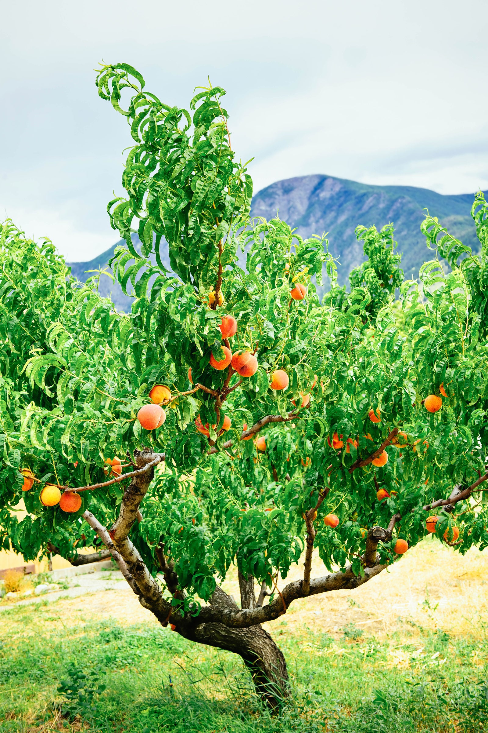 Fast-growing Elberta peach tree filled with ripe fruits