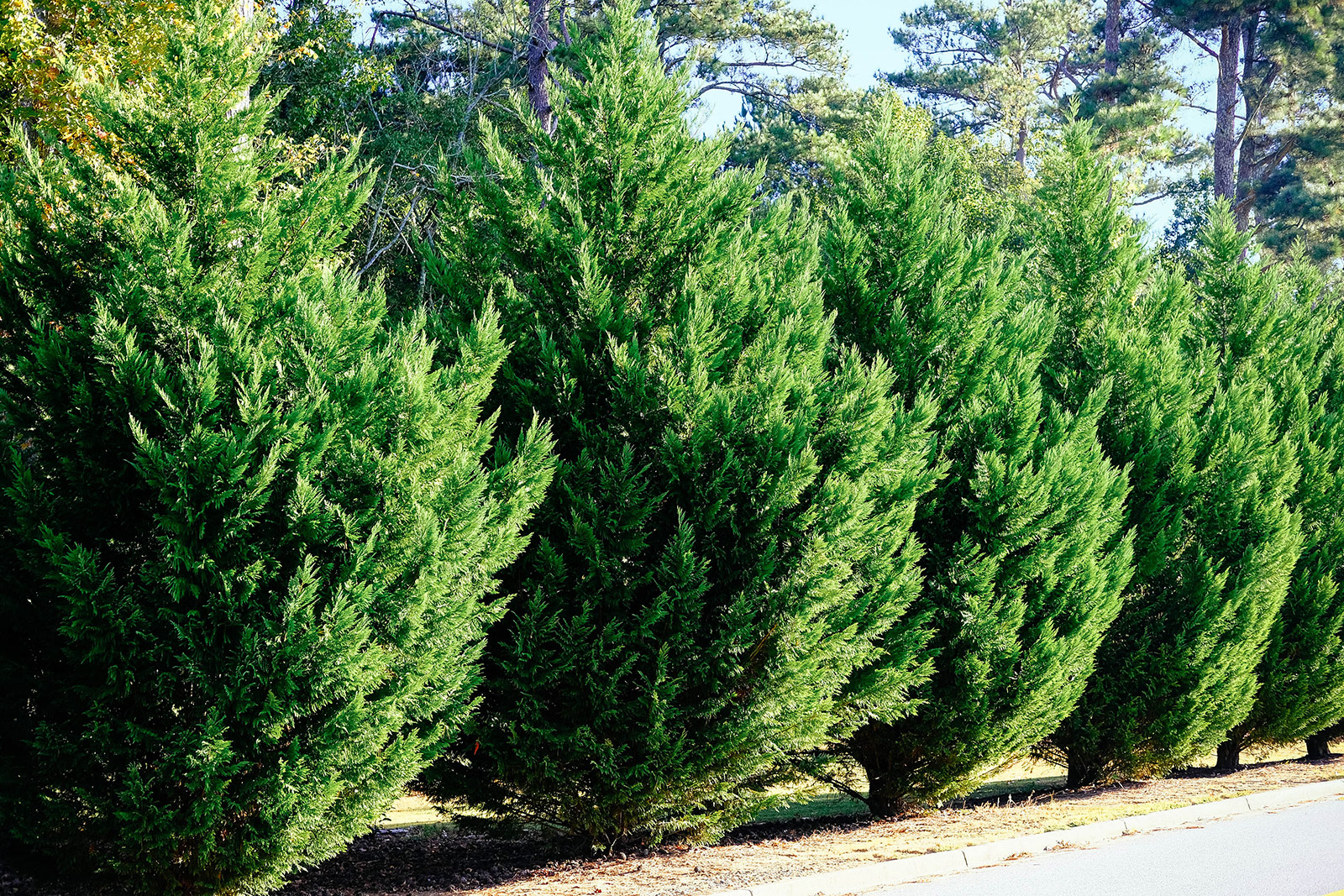 Fast-growing Leyland cypress trees growing in a row for privacy screening