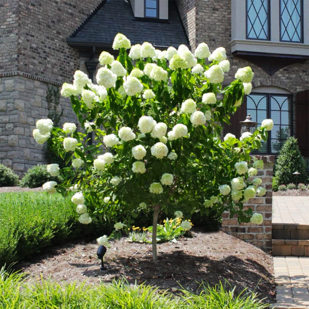 Fast-growing Limelight hydrangea tree covered in huge, puffy flowers in a front yard