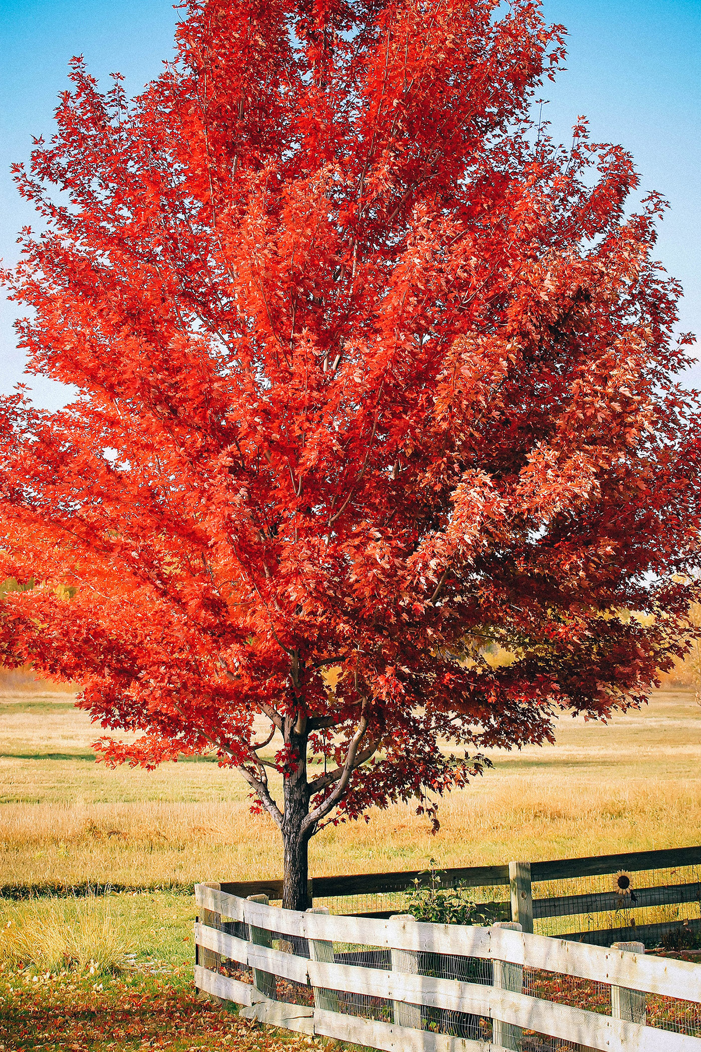 Fast-growing mature maple tree in fall with red leaves growing in a rural grassy yard