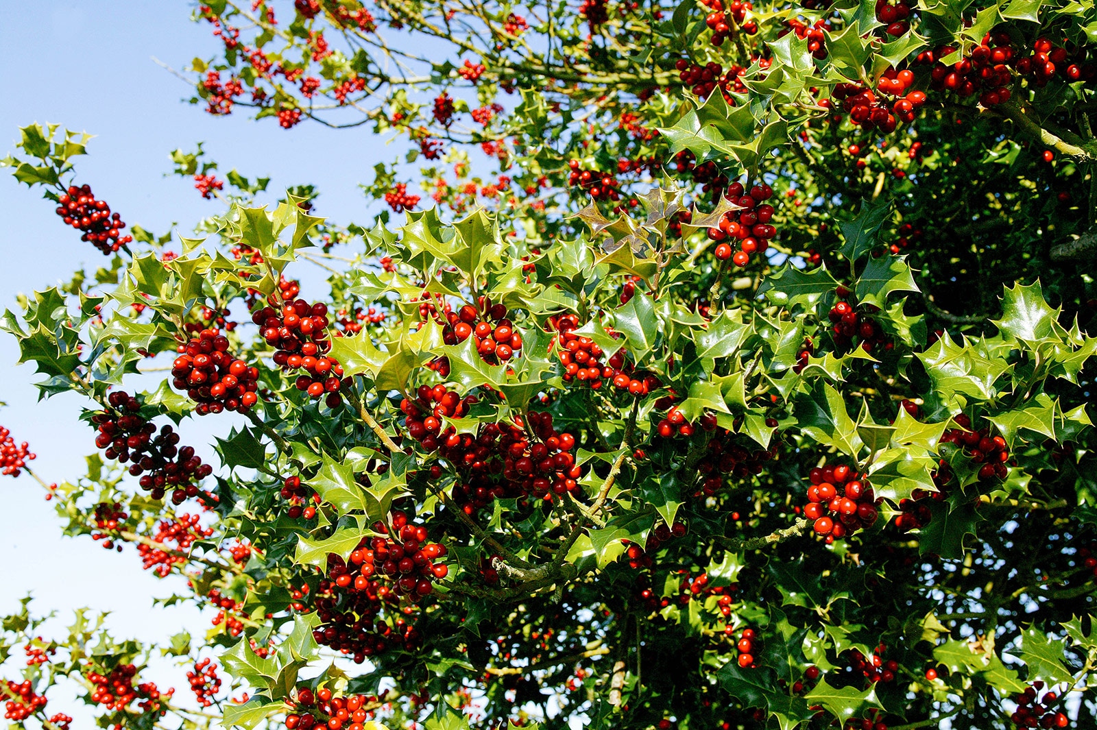 Close-up of fast-growing Oakland holly tree branches covered with red berries