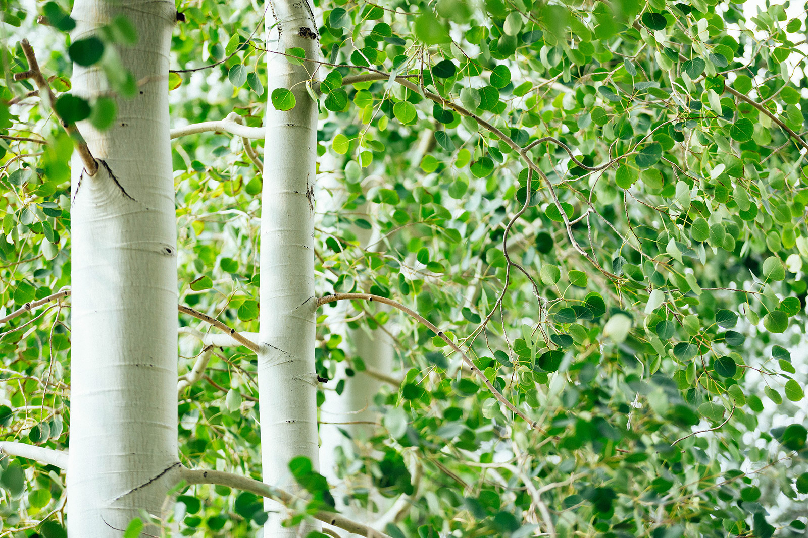 Close-up of fast-growing white quaking aspen tree trunks with lush green leaves
