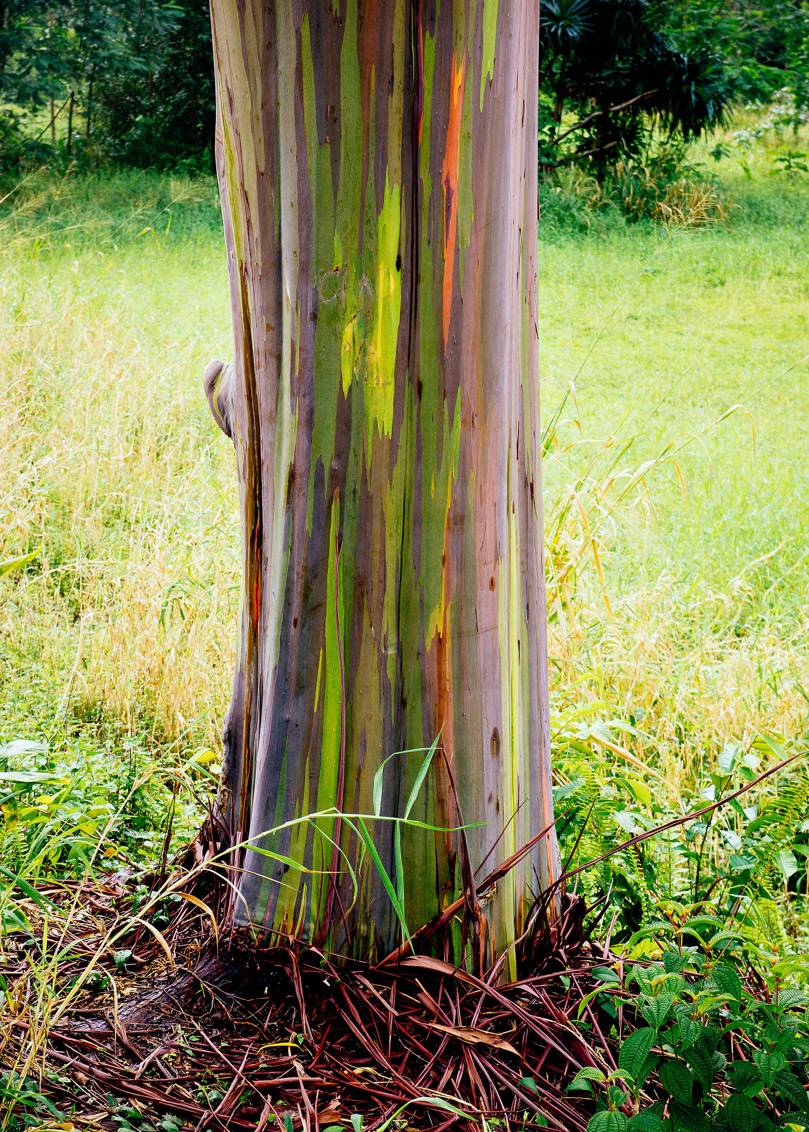 Close-up of fast-growing rainbow eucalyptus tree trunk with colorful peeling bark