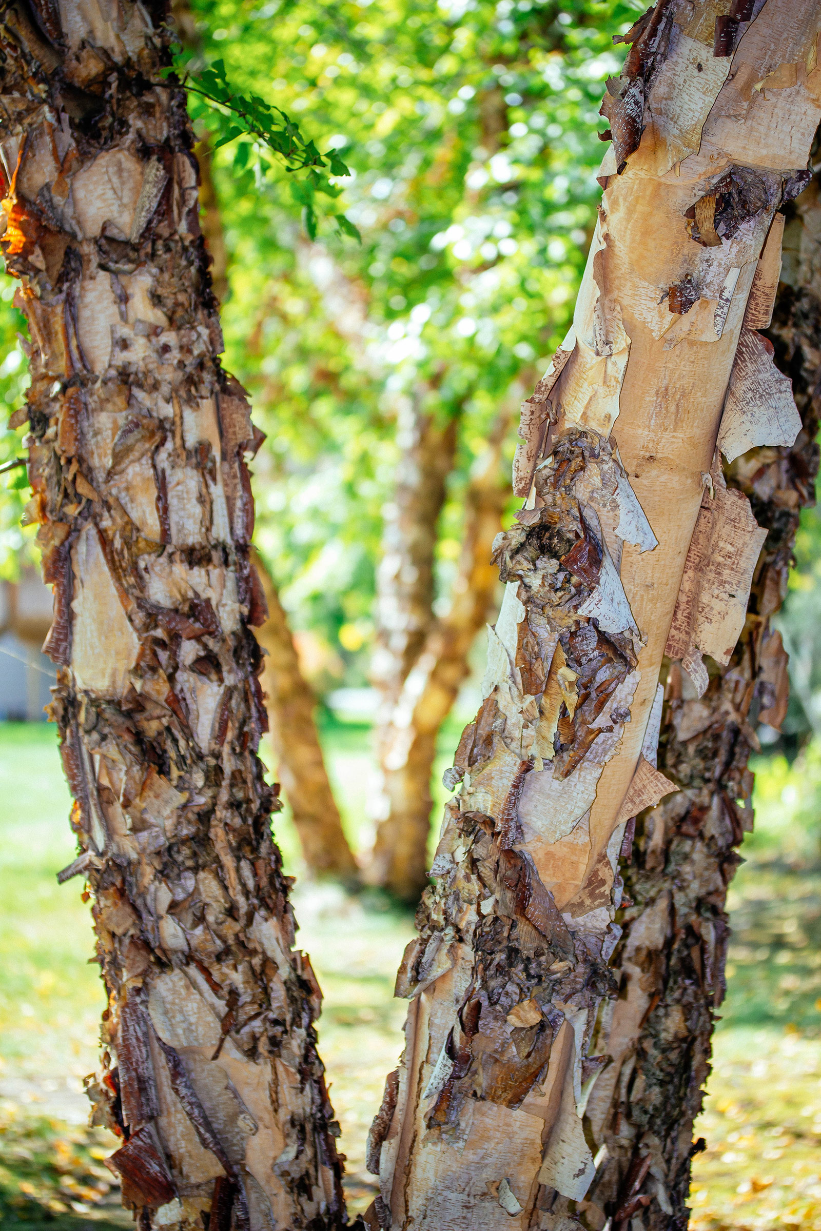 Close-up of fast-growing river birch tree trunks with peeling brown bark
