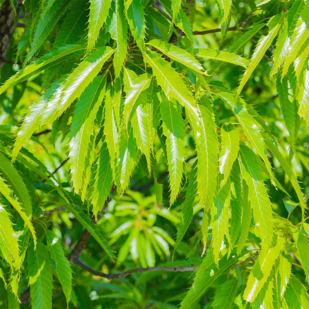 Close-up of fast-growing sawtooth oak leaves with jagged, serrated edges