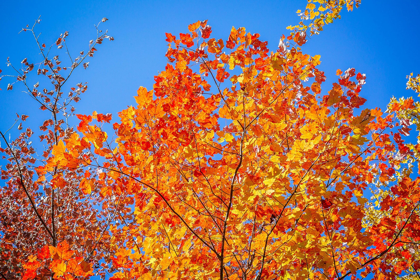 Top half of a fast-growing sugar maple tree in fall with red-orange leaves
