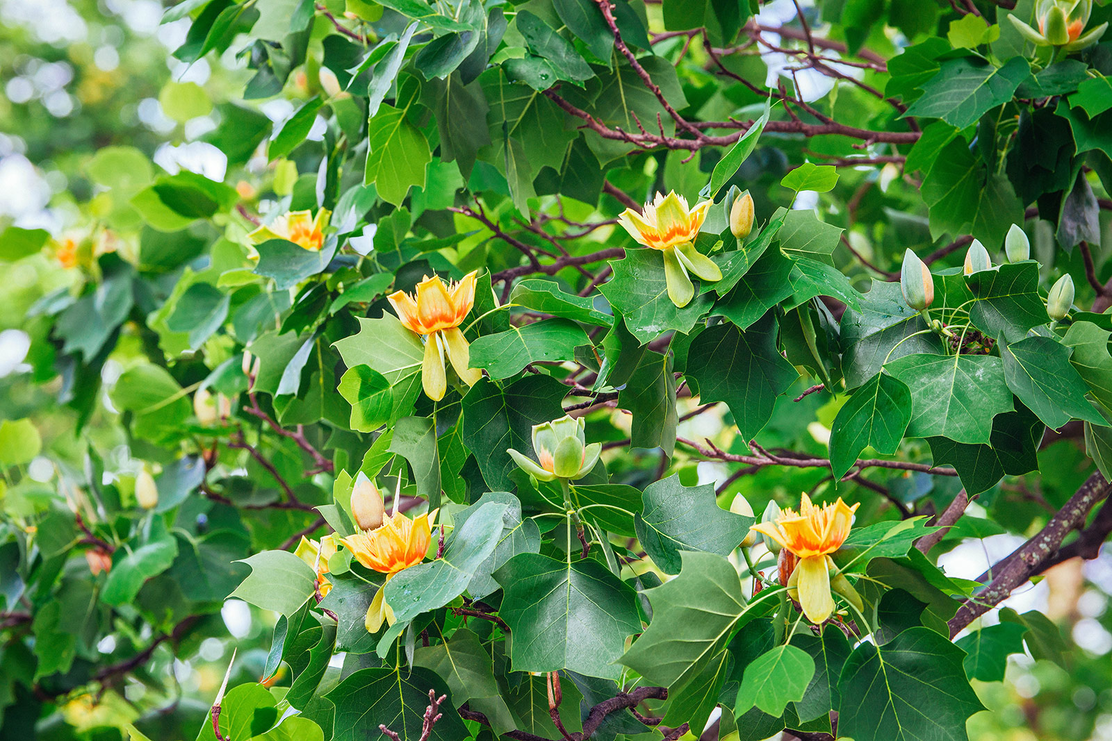 Close-up of fast-growing tulip poplar tree branches with yellow flowers in bloom