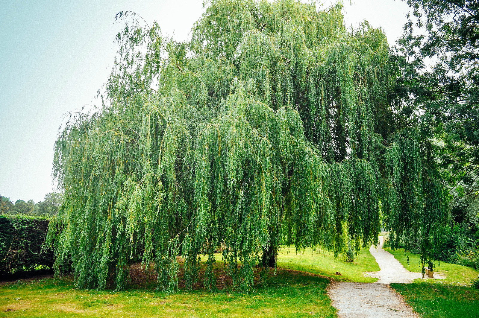 Fast-growing mature weeping willow tree growing on a grassy property with a winding path beside it