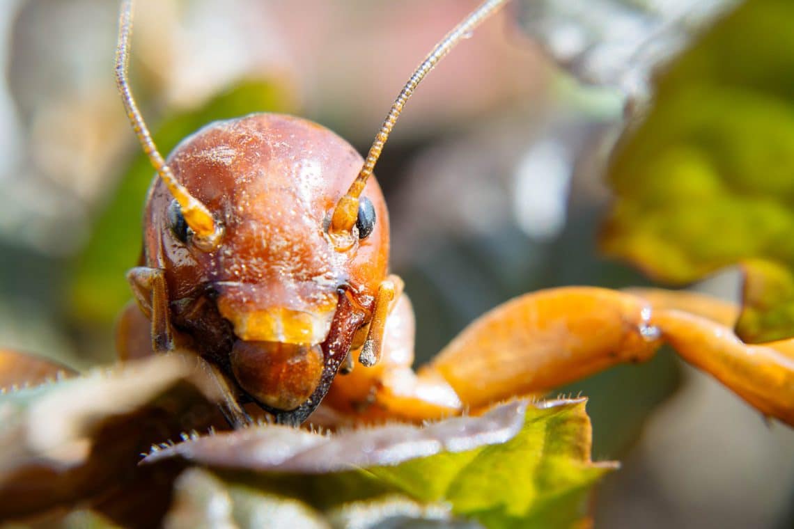 Yikes—Do Potato Bugs Bite? Here's the Lowdown on Jerusalem Crickets ...