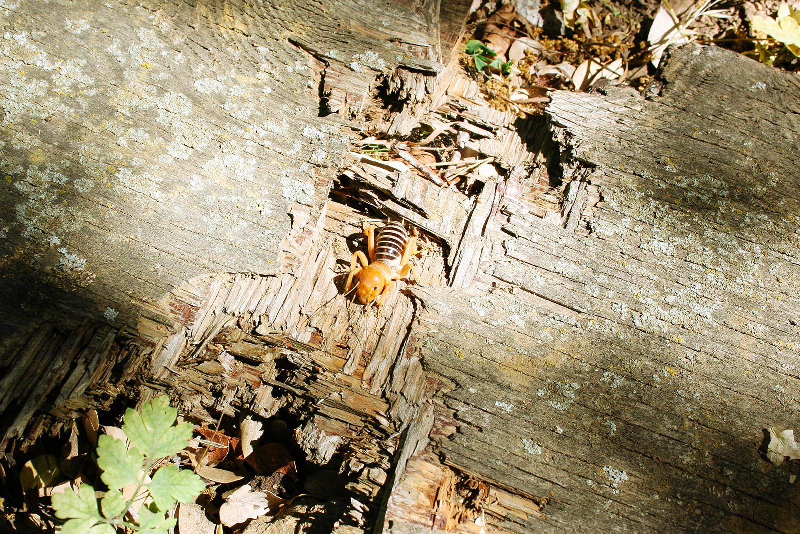Jerusalem cricket (potato bug) crawling through decaying wood matter on the ground