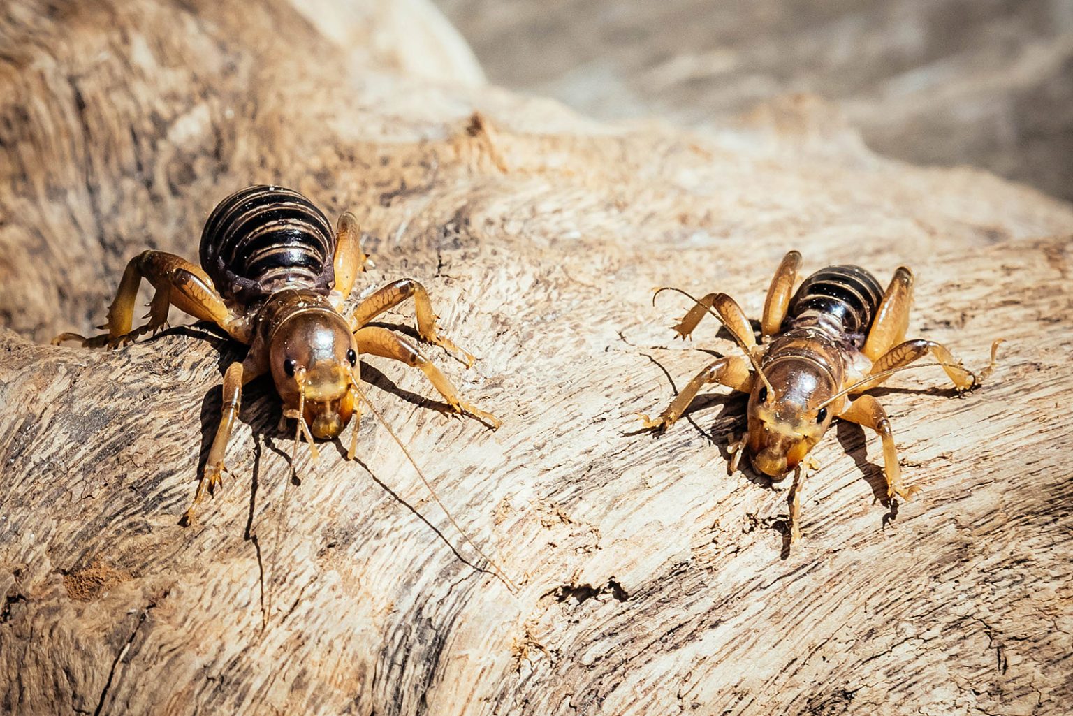 Yikes—Do Potato Bugs Bite? Here's the Lowdown on Jerusalem Crickets ...