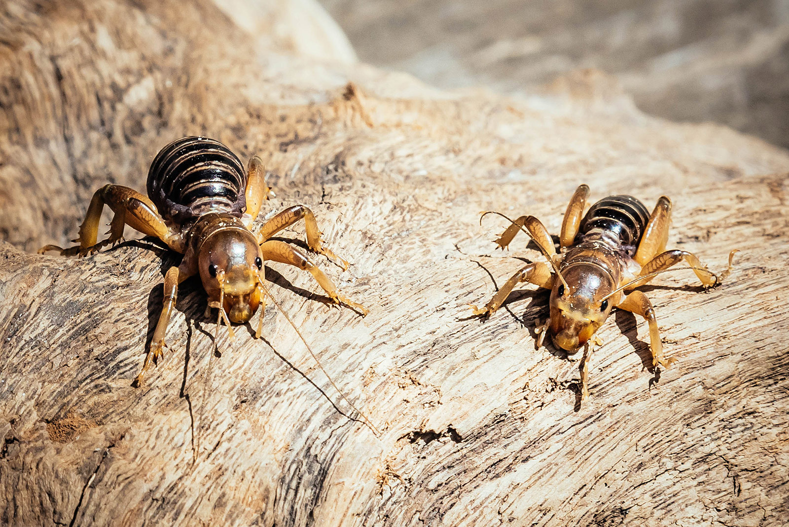 Two Jerusalem crickets on a wooden log looking at the camera