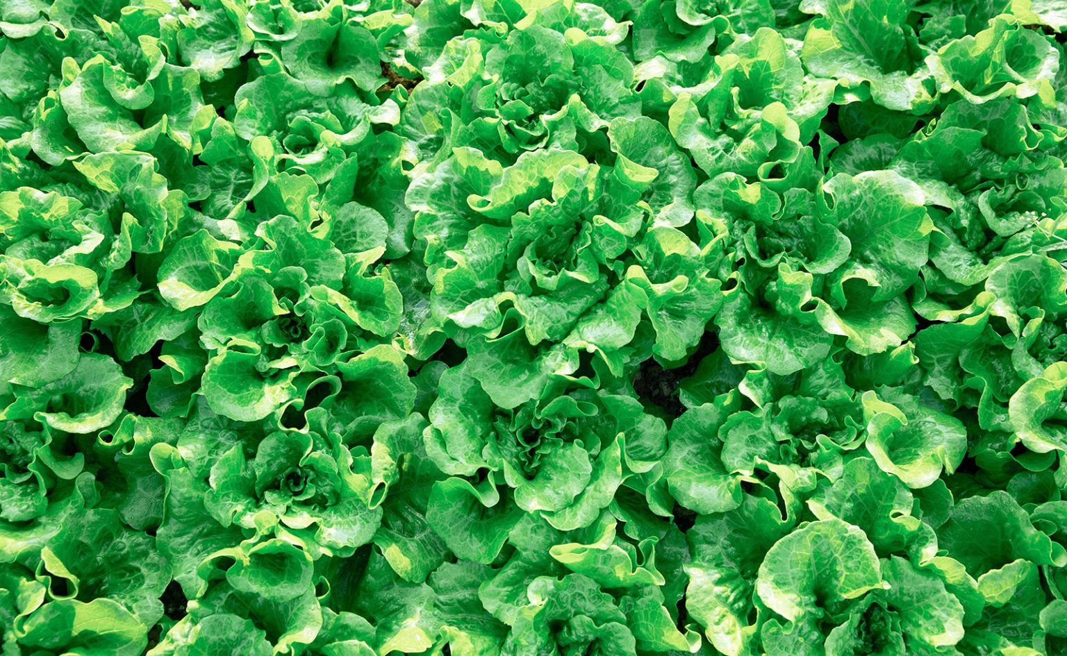 The Best HeatTolerant Lettuce to Grow All Summer Long Garden Betty