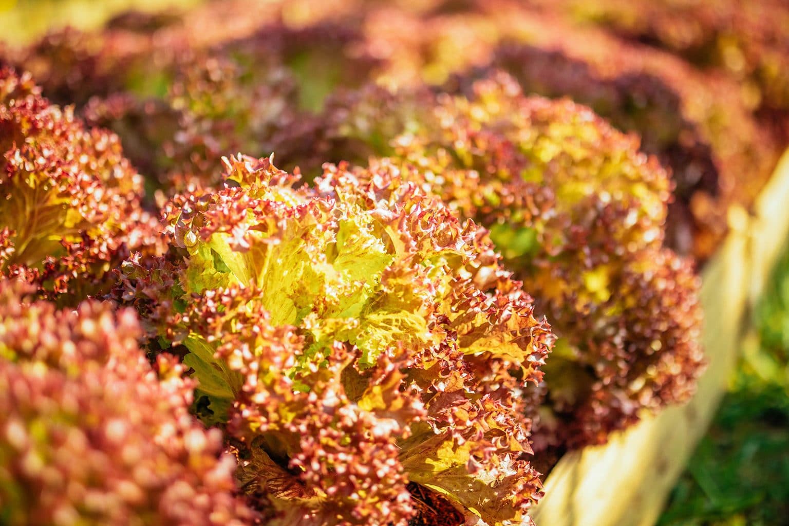 The Best HeatTolerant Lettuce to Grow All Summer Long Garden Betty
