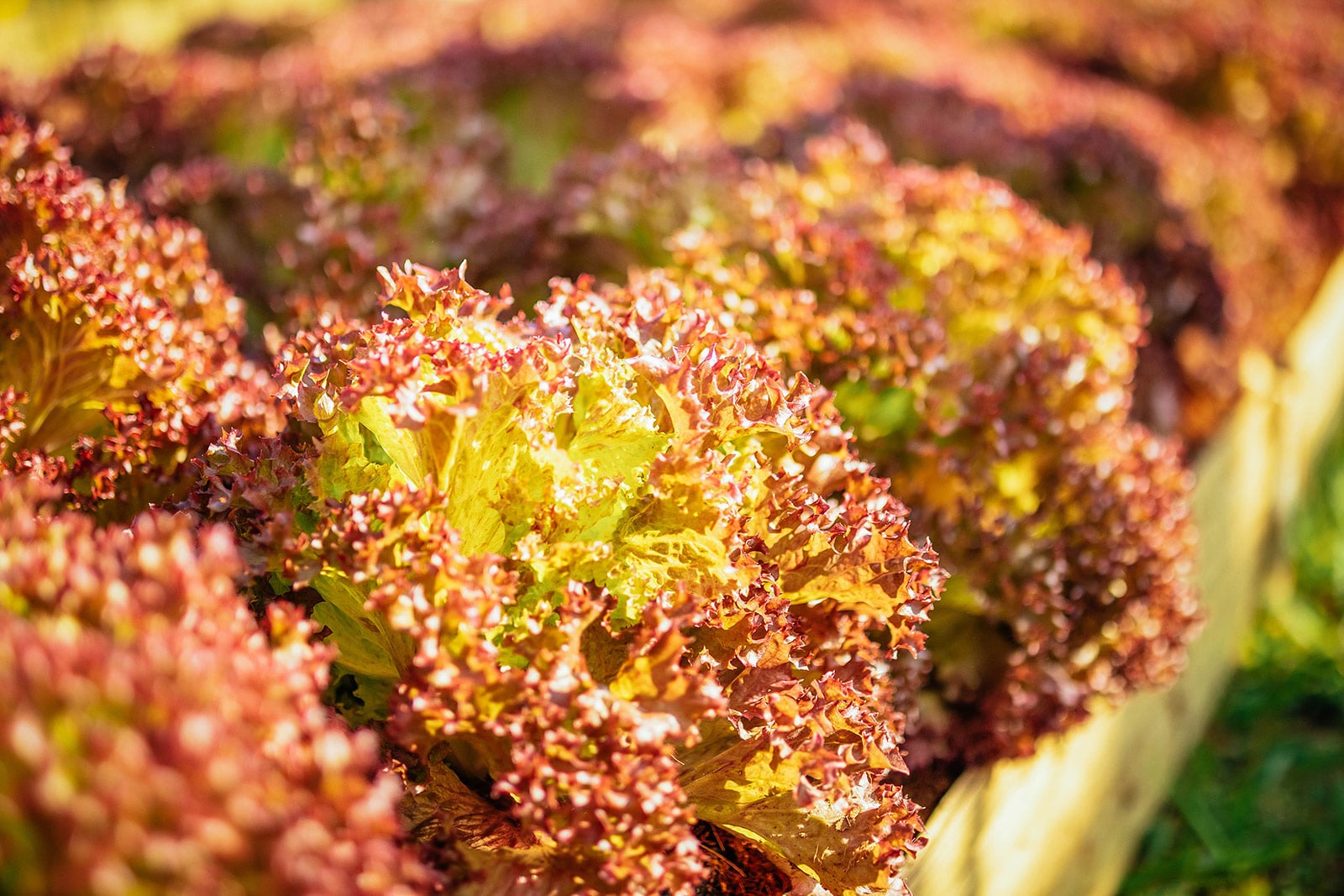 Heat-tolerant red leaf lettuce growing in a raised bed