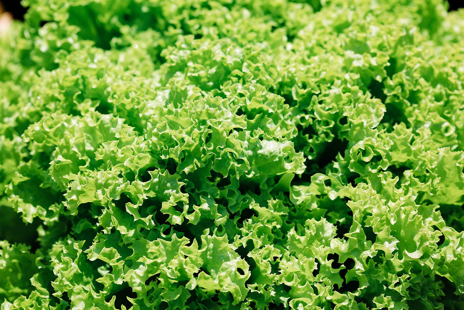Close-up of heat-tolerant batavia lettuce head