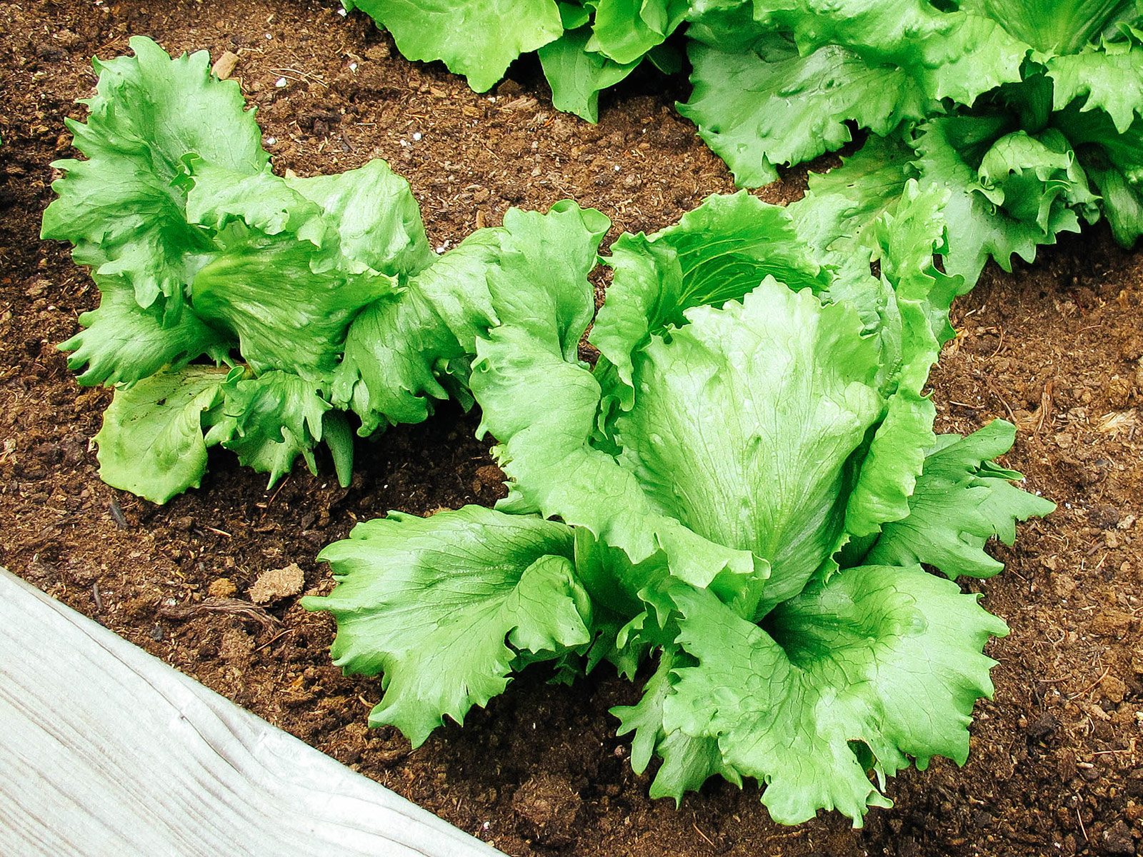 Heat-tolerant iceberg lettuce with frilled edges growing in a raised bed