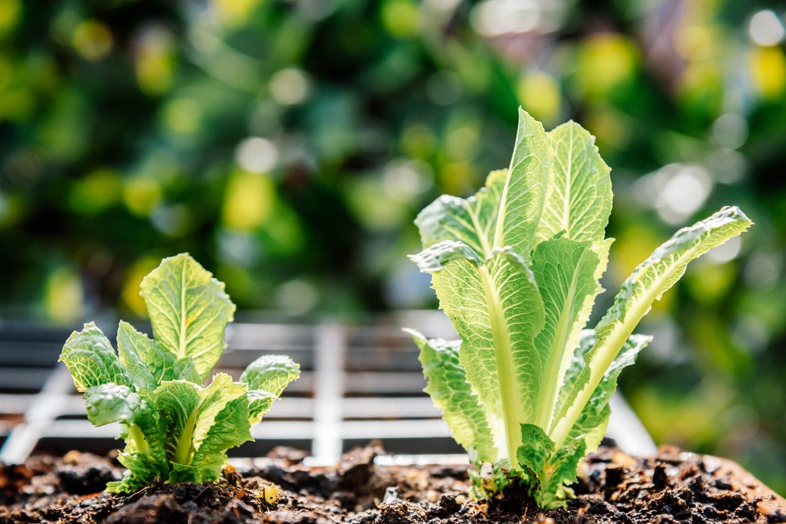 The Best HeatTolerant Lettuce to Grow All Summer Long Garden Betty