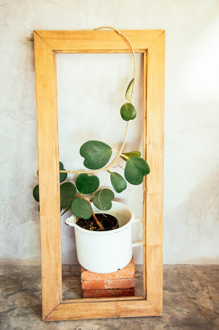 Hoya Kerrii Growing Guide for Beginners: An Easy Houseplant to Love (Sweetheart Hoya)