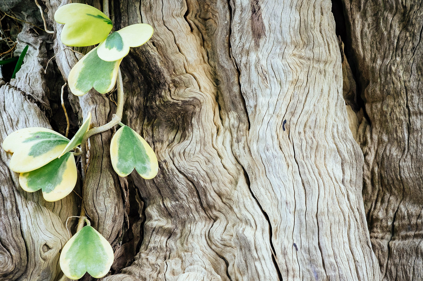 Hoya kerrii plant vining up a tree trunk