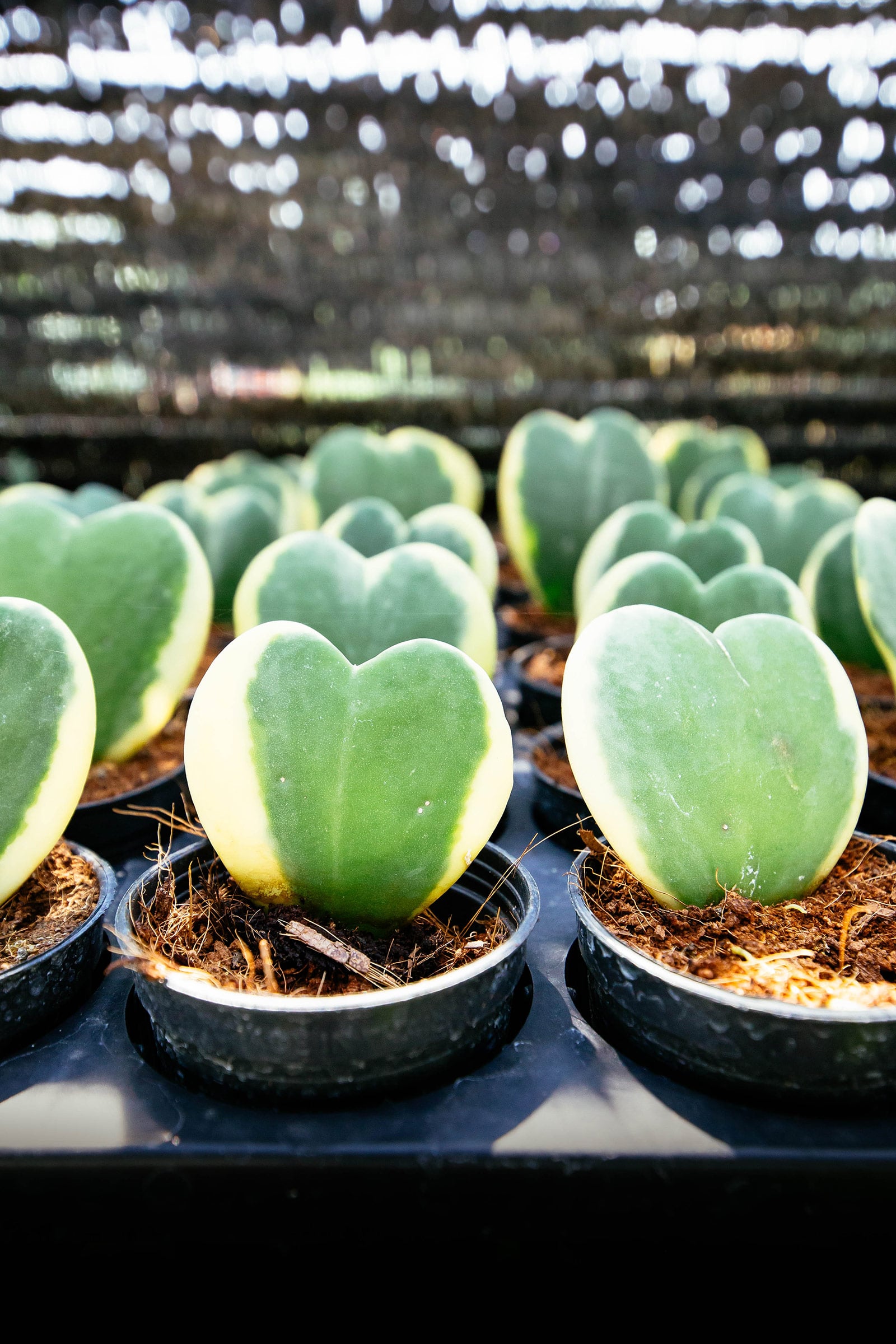 Many Hoya heart leaves planted in small black plastic pots