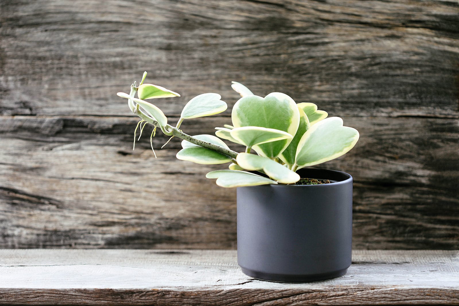 Hoya kerrii (sweetheart Hoya) plant in a modern black pot set on a rustic wooden surface against a dark wood background