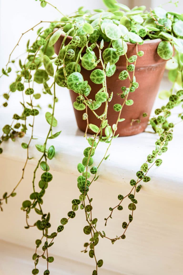 Effortless Guide to String of Turtles Plant Care (Peperomia Prostrata ...