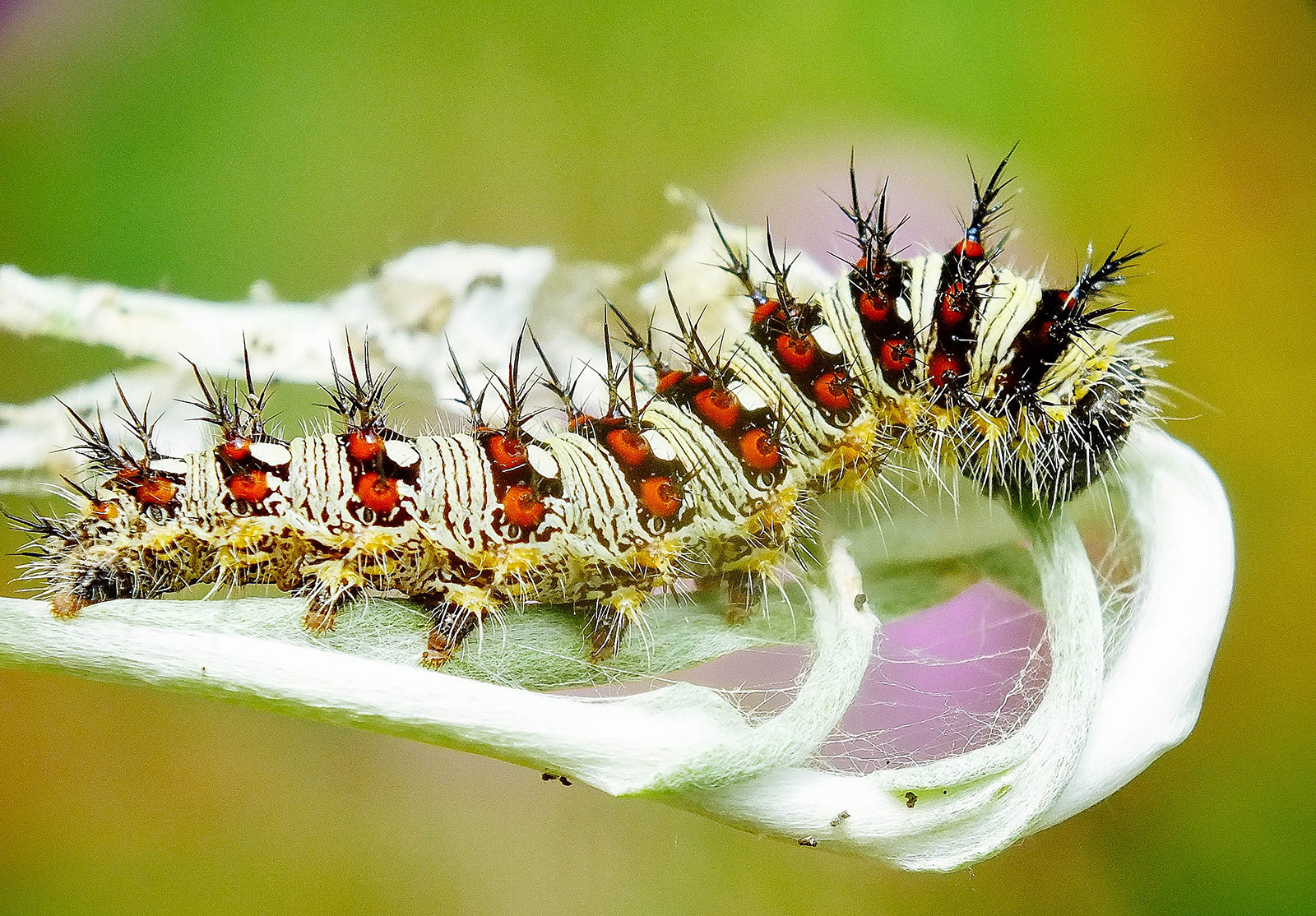 American painted lady caterpillar