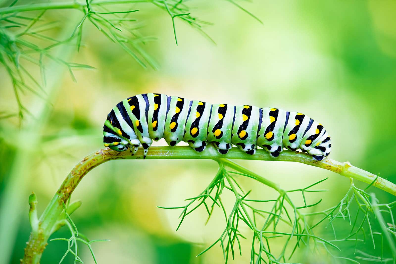 Simple Visual Guide: 17 Types of Striped Caterpillars That May Be